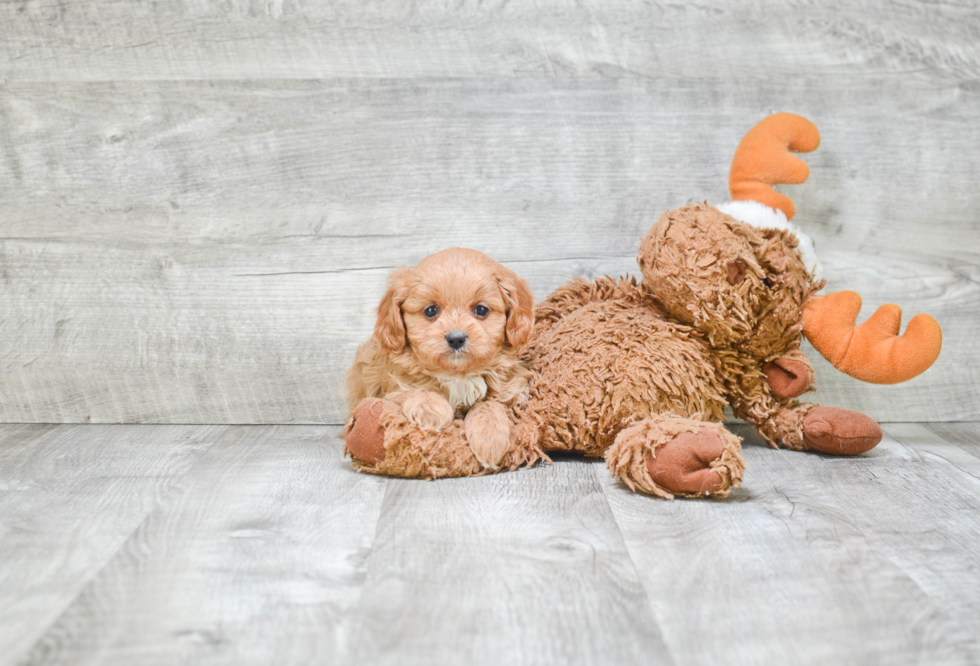 Adorable Cavoodle Poodle Mix Puppy