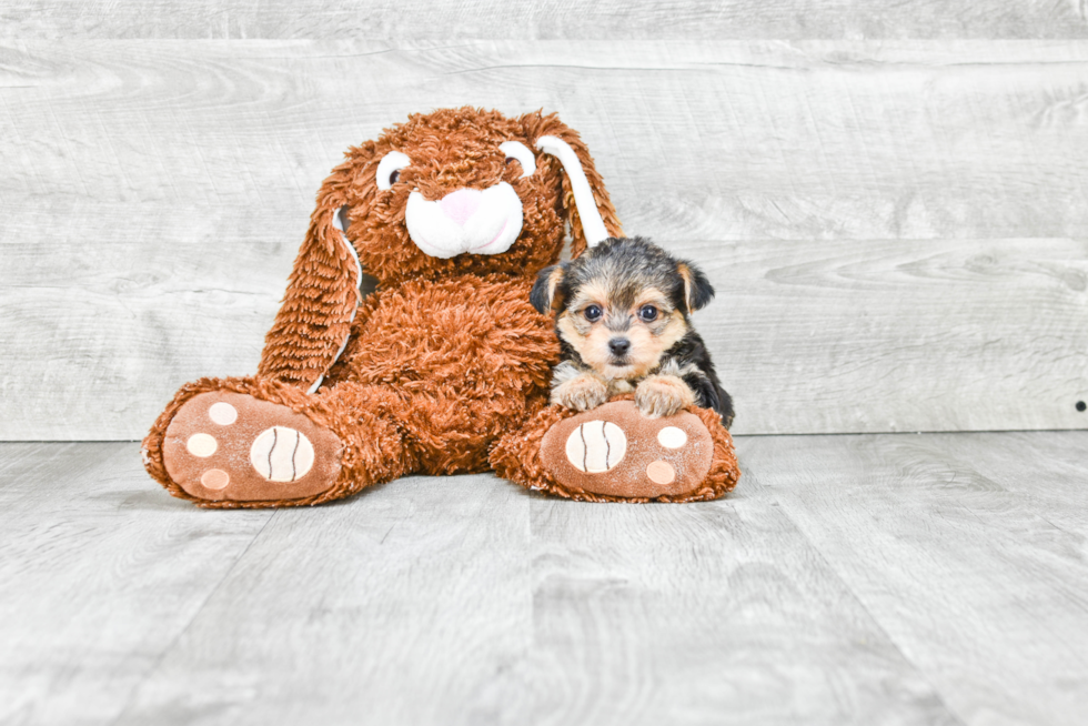 Best Morkie Baby