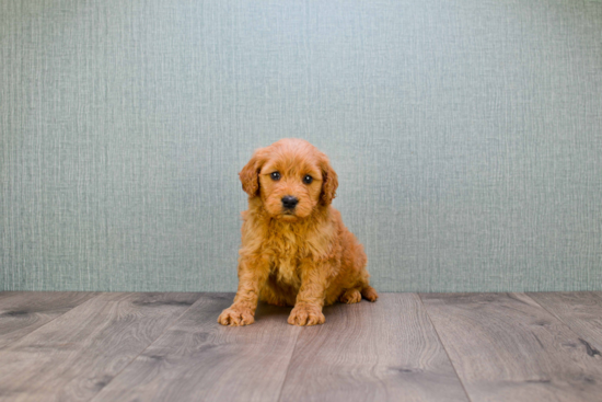 Mini Goldendoodle Puppy for Adoption