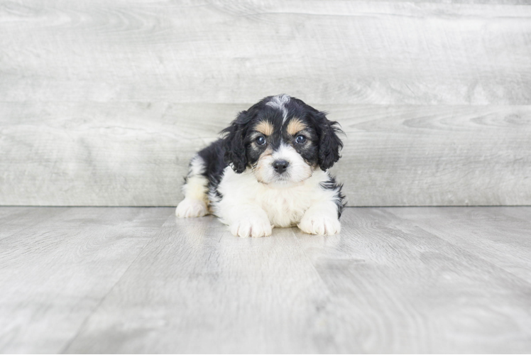 Cavachon Pup Being Cute