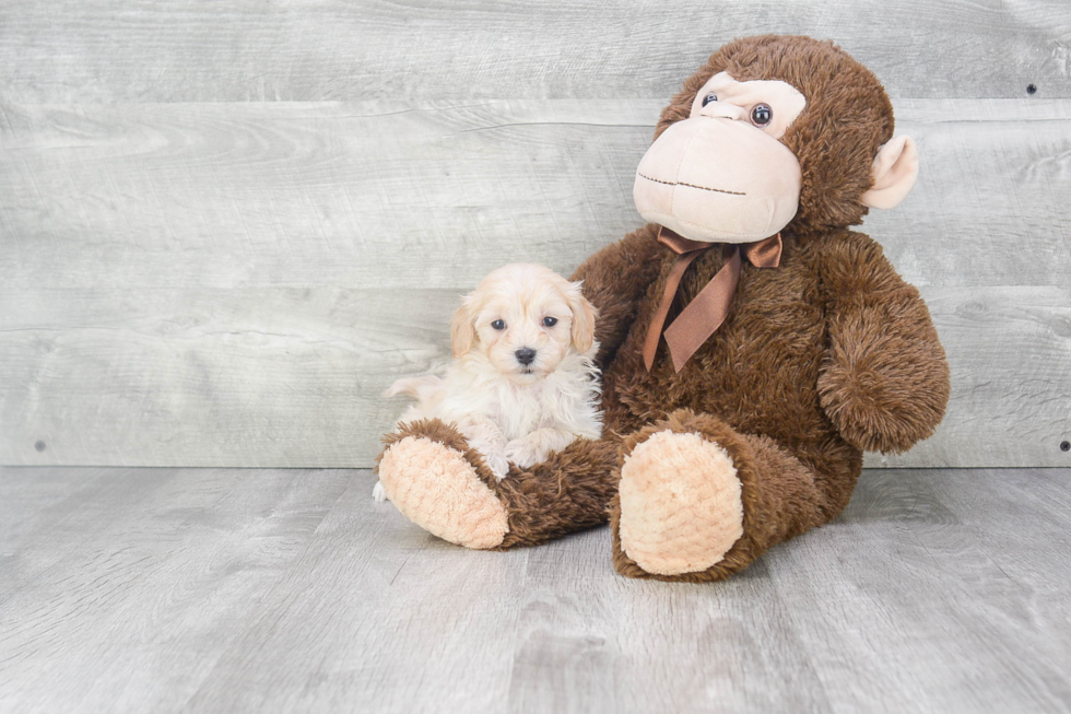 Maltipoo Puppy for Adoption