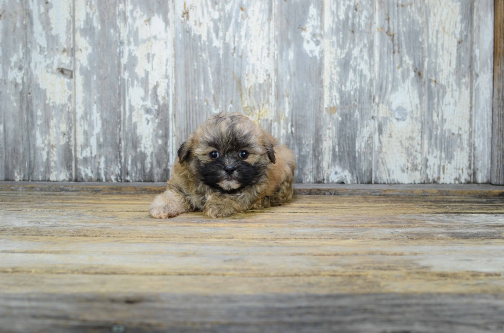 Teddy Bear Pup Being Cute