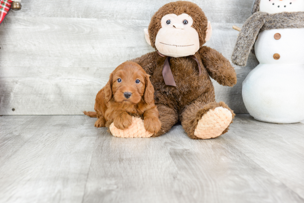 Little Cockerpoo Poodle Mix Puppy