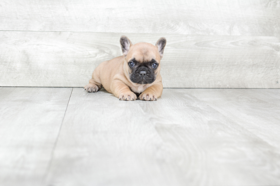 French Bulldog Pup Being Cute