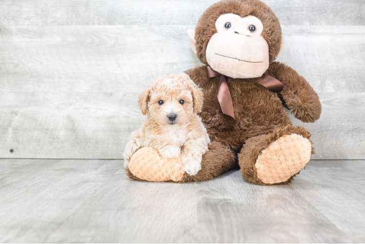 Maltipoo Puppy for Adoption