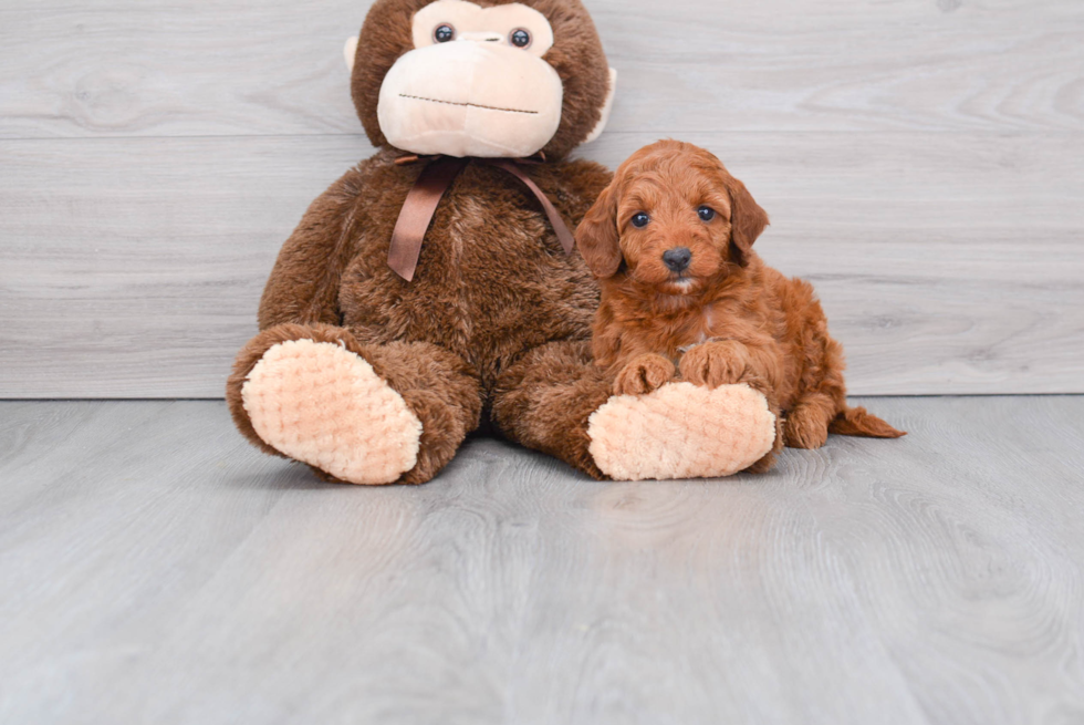 Small Mini Goldendoodle Baby