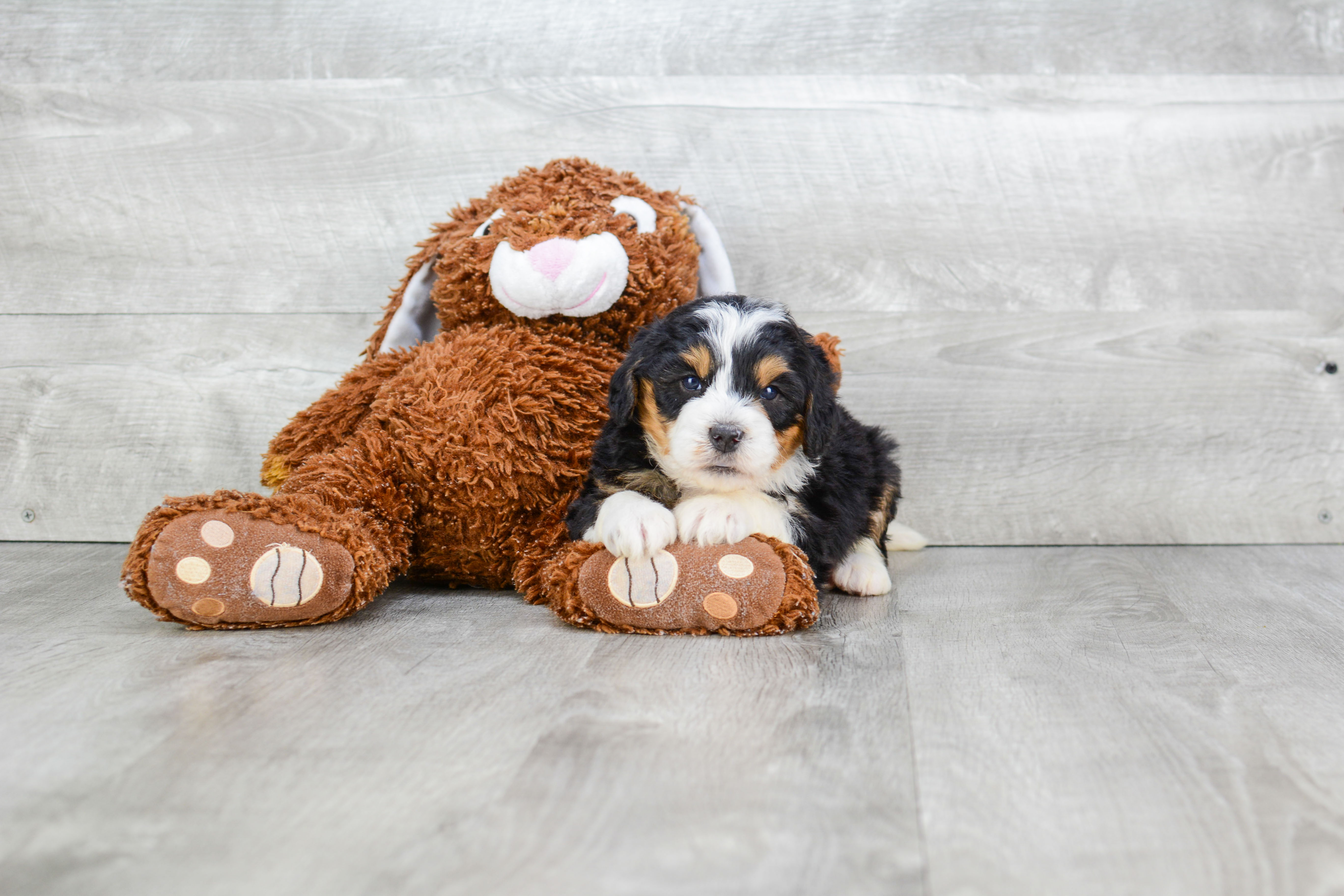 Best Mini Bernedoodle Baby