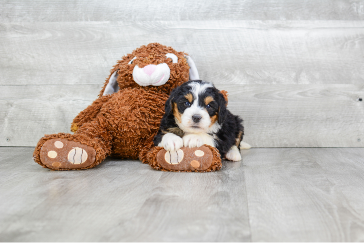 Best Mini Bernedoodle Baby