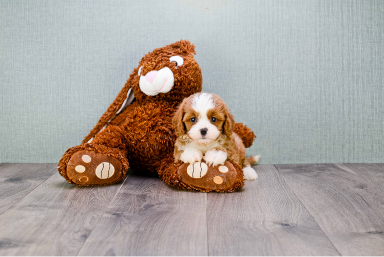 Best Cavapoo Baby