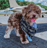 Smart Pooodle Purebred Pup