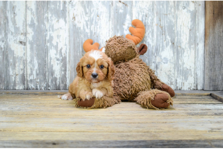 Fluffy Cavapoo Poodle Mix Pup