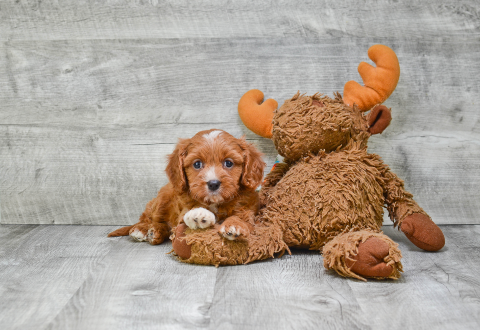 Cavapoo Pup Being Cute