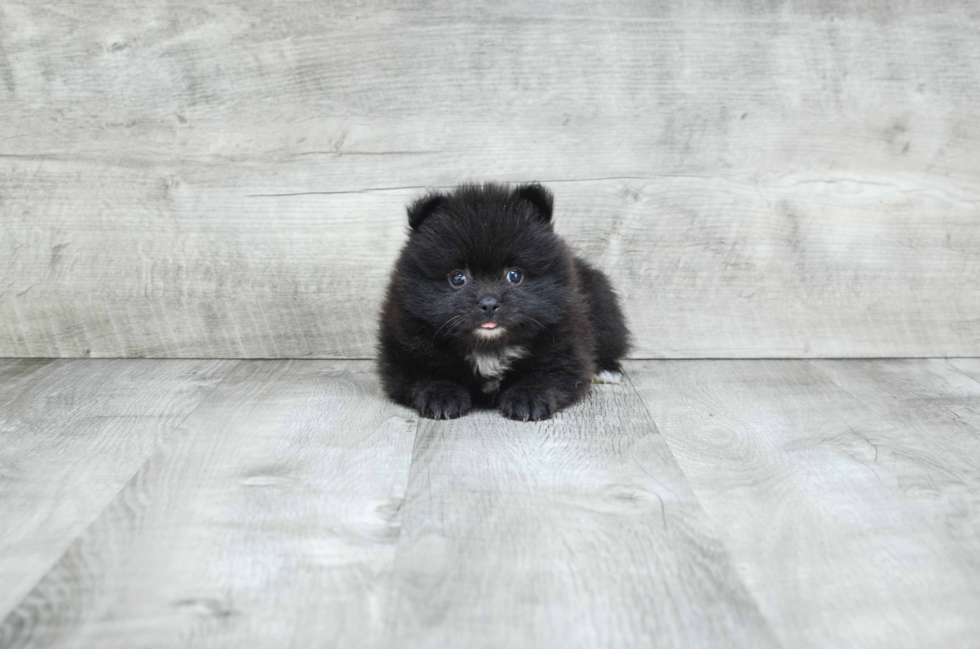 Pomeranian Pup Being Cute