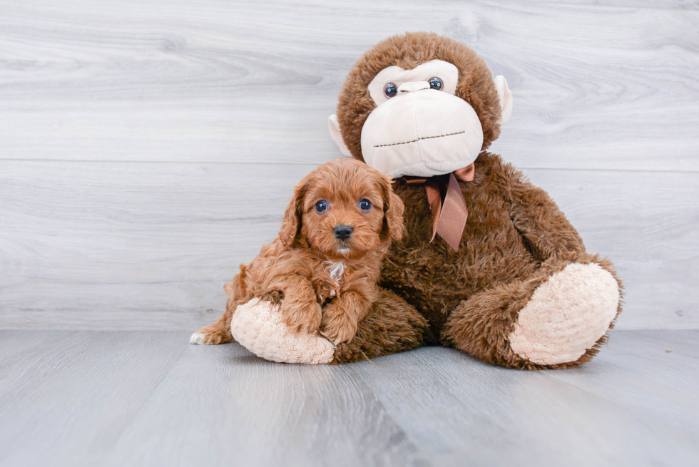 Cavapoo Puppy for Adoption