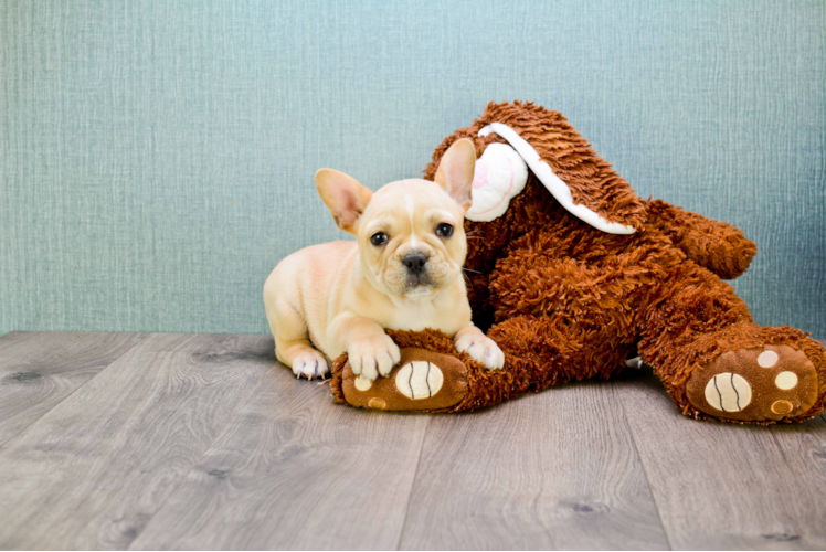 Best French Bulldog Baby