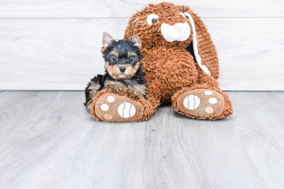 Meet Giselle - our Yorkshire Terrier Puppy Photo 