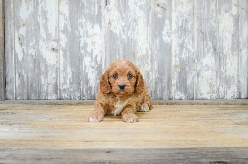 Little Cavoodle Poodle Mix Puppy