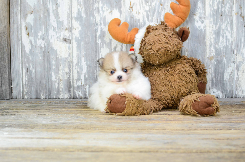 Fluffy Pomeranian Purebred Puppy