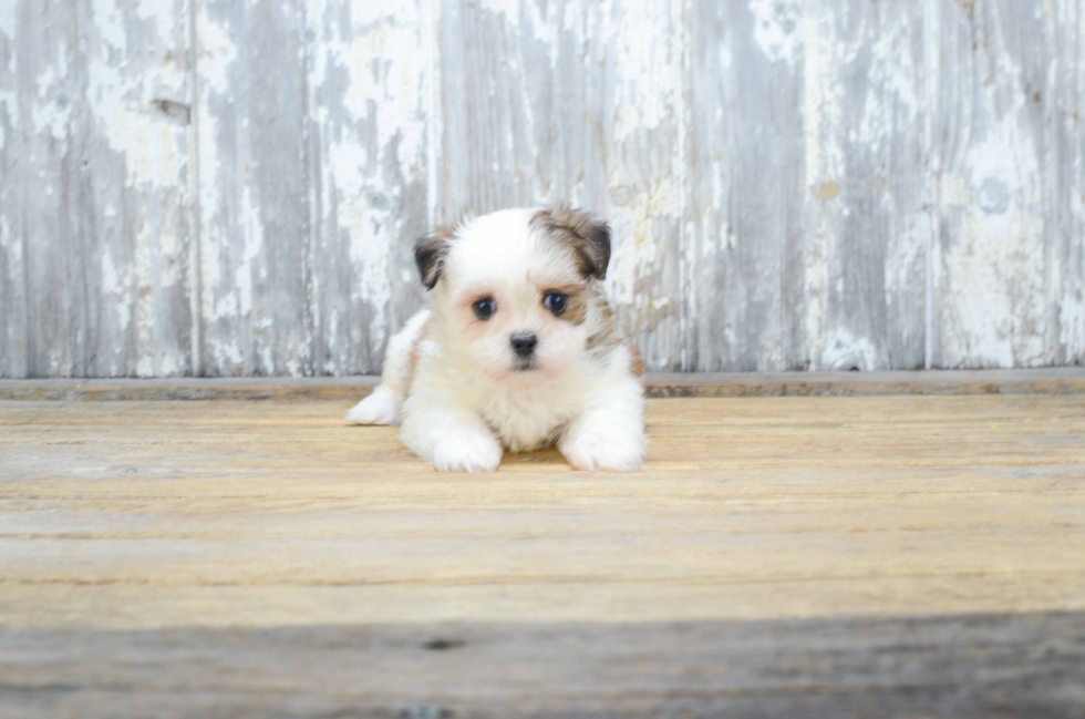 Teddy Bear Pup Being Cute