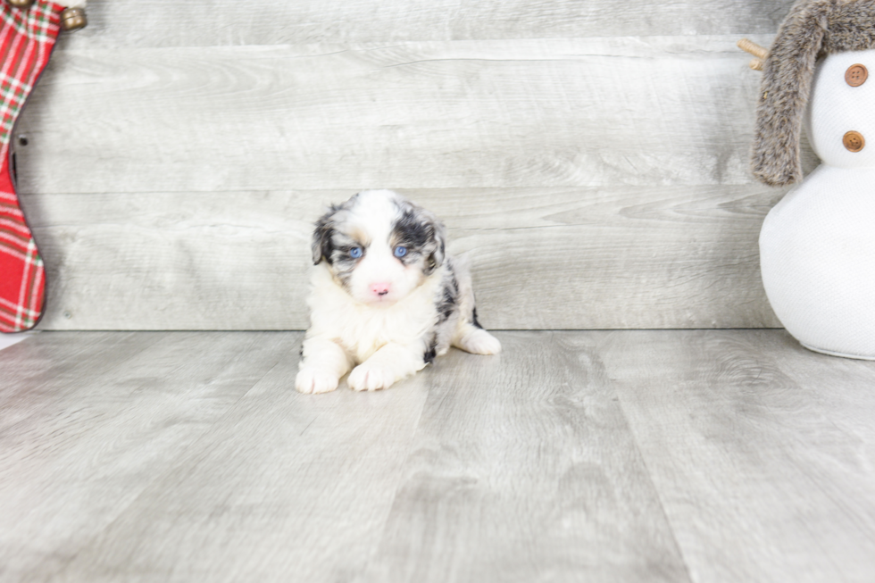 Small Mini Aussiedoodle Baby