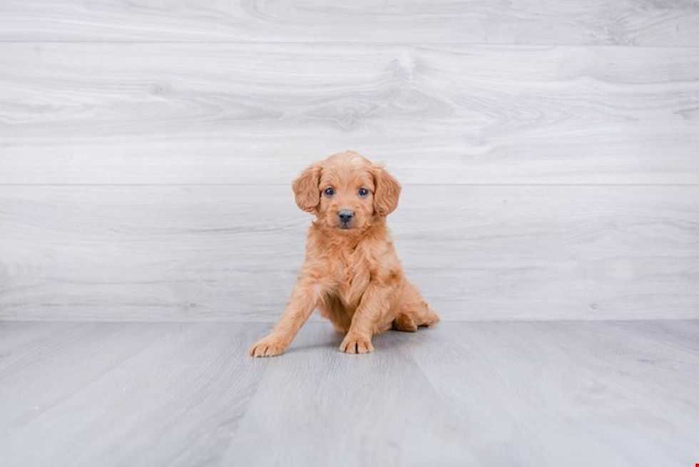 Hypoallergenic Golden Retriever Poodle Mix Puppy