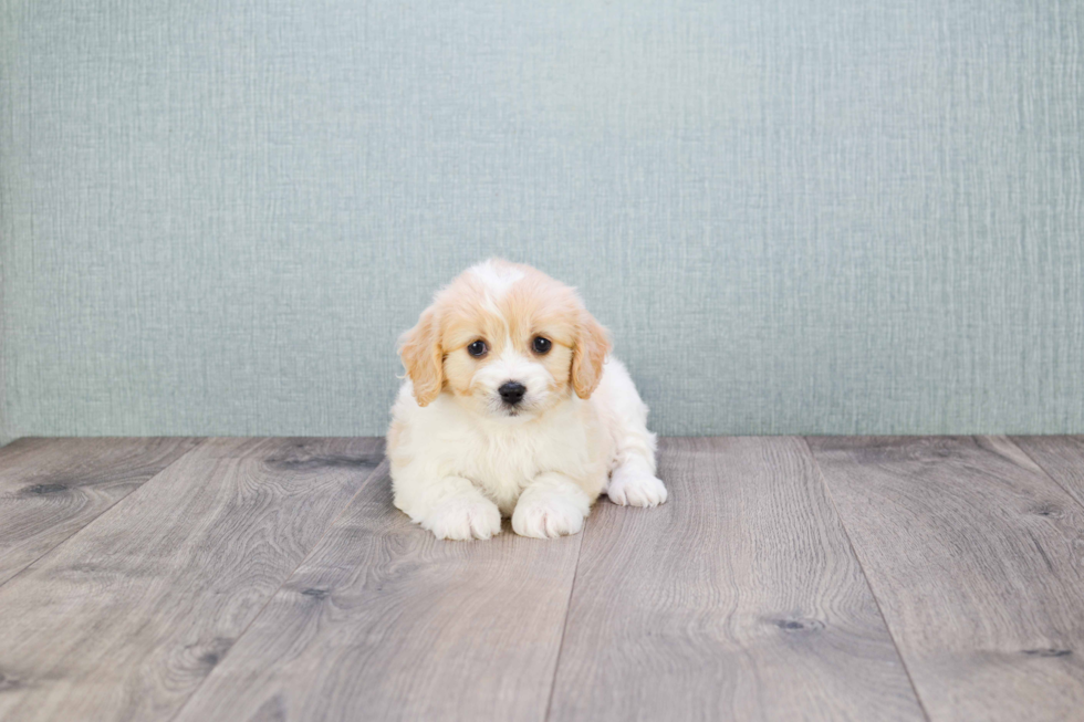 Friendly Cavachon Baby