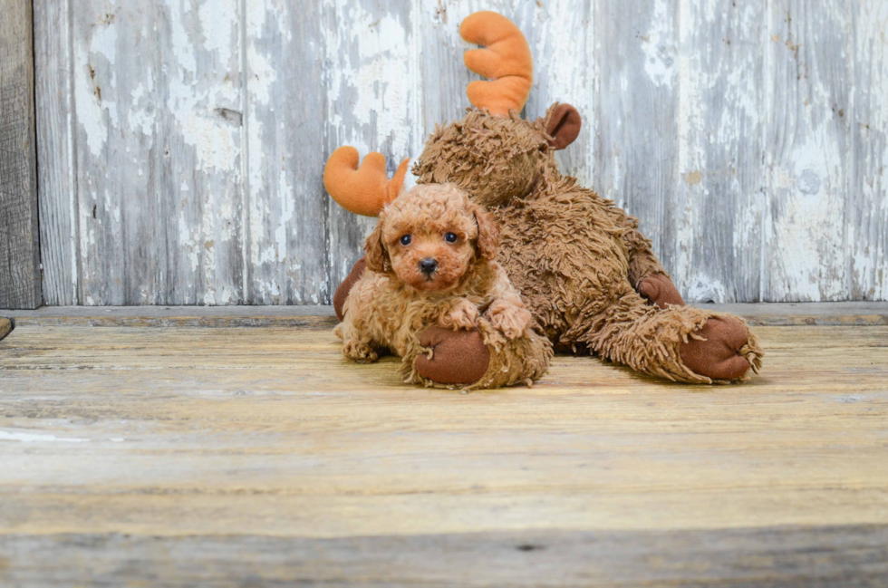 Poodle Pup Being Cute