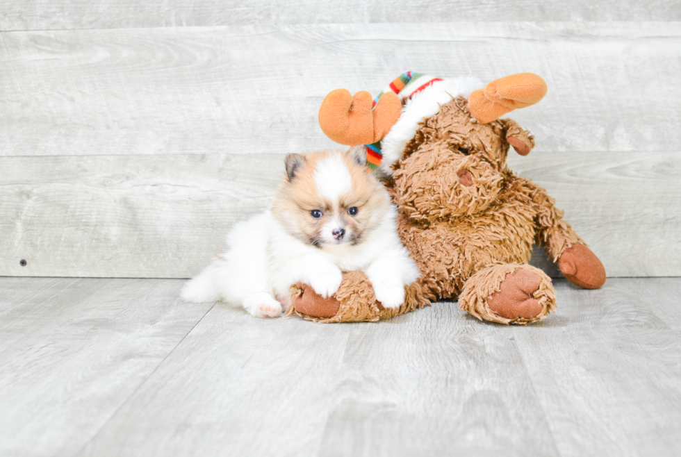 Playful Pomeranian Purebred Pup