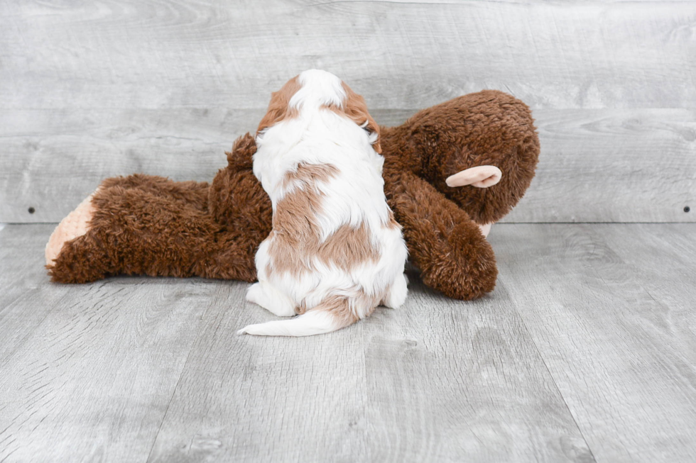 Best Cavalier King Charles Spaniel Baby