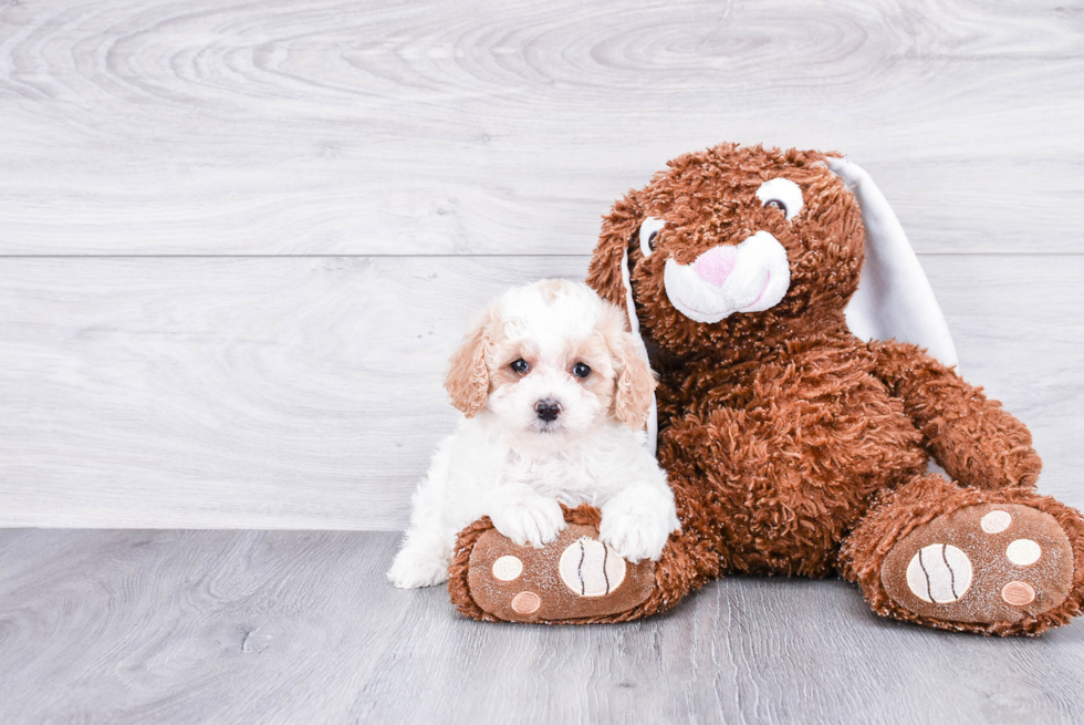 Cute Cockapoo Baby