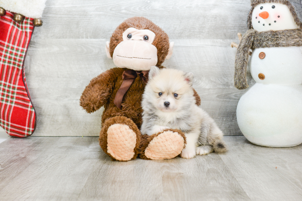 Pomsky Puppy for Adoption