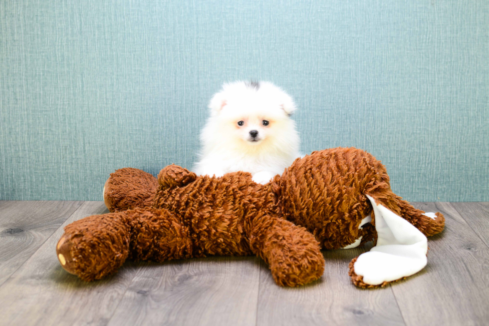 Happy Pomeranian Purebred Puppy