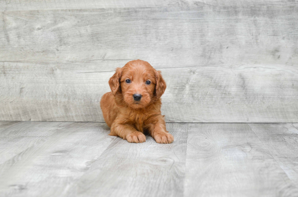 Mini Goldendoodle Puppy for Adoption