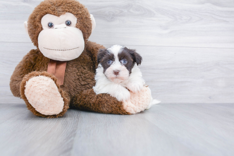 Friendly Havanese Purebred Pup