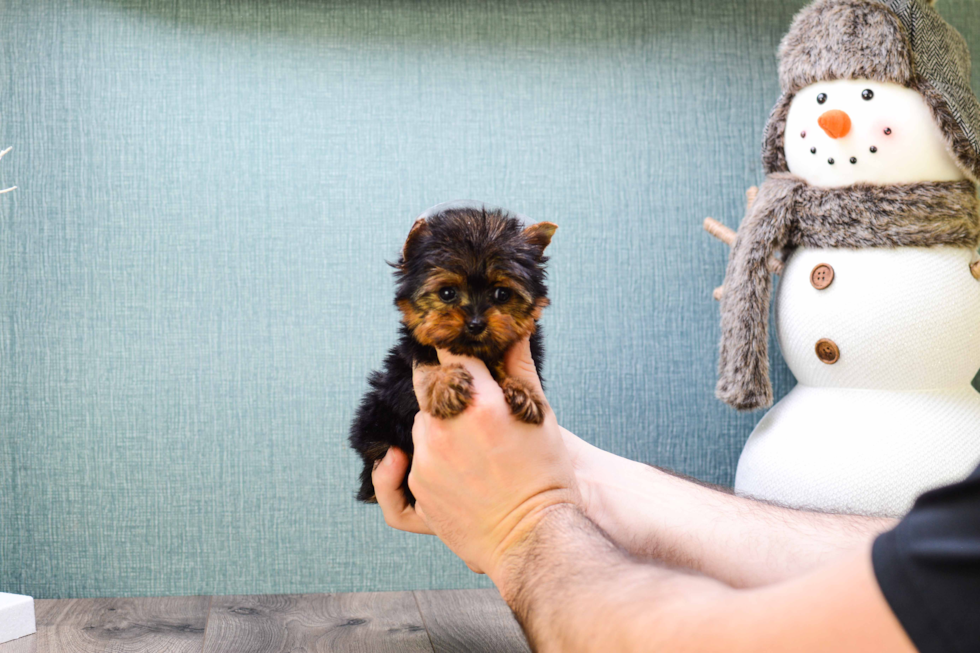 Meet Micro-Teacup-Ronaldo - our Yorkshire Terrier Puppy Photo 