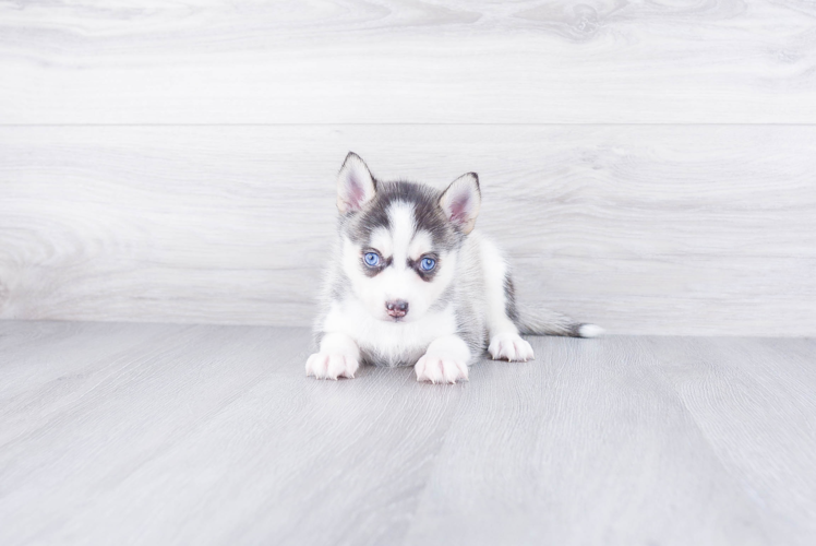 Pomsky Pup Being Cute