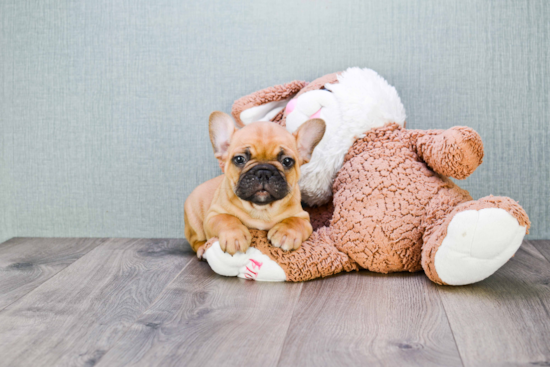 French Bulldog Puppy for Adoption