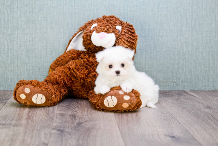 Maltese Pup Being Cute