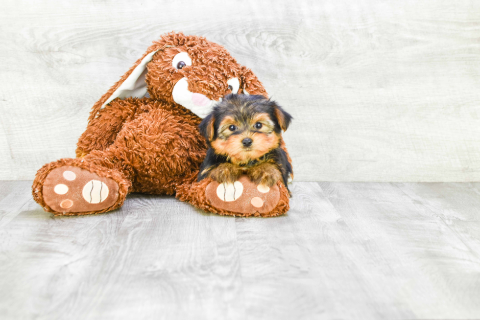 Meet Avery - our Yorkshire Terrier Puppy Photo 