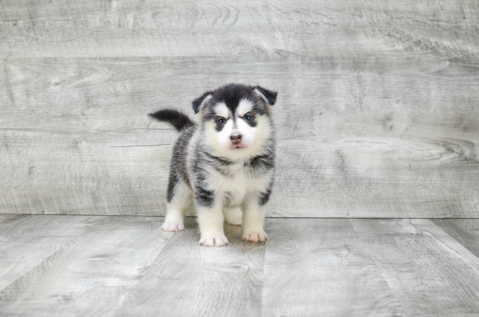 Petite Pomsky Designer Pup