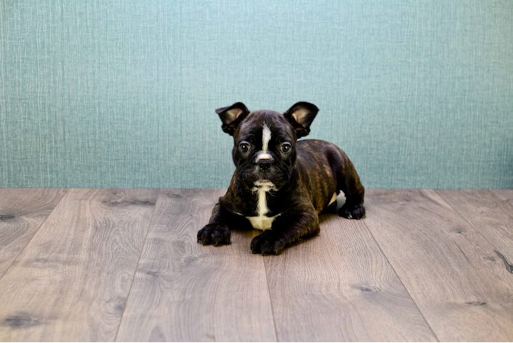 Akc Registered French Bulldog Purebred Pup