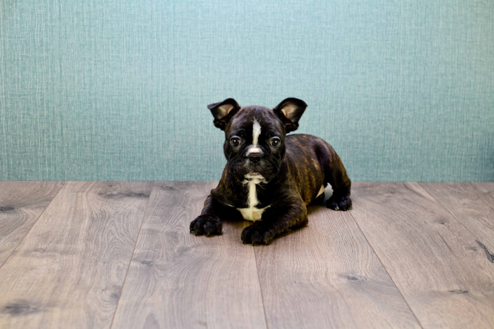 Akc Registered French Bulldog Purebred Pup