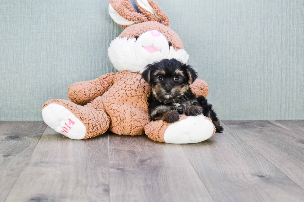 Meet Hank - our Yorkshire Terrier Puppy Photo 