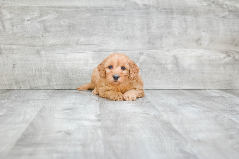 Best Mini Goldendoodle Baby