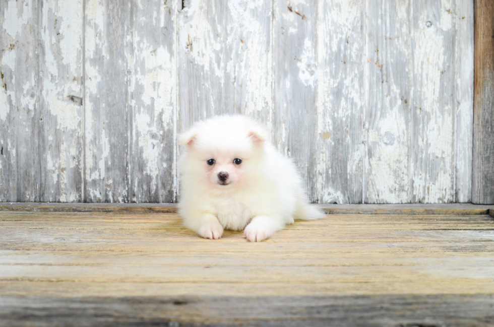 Best Pomeranian Baby