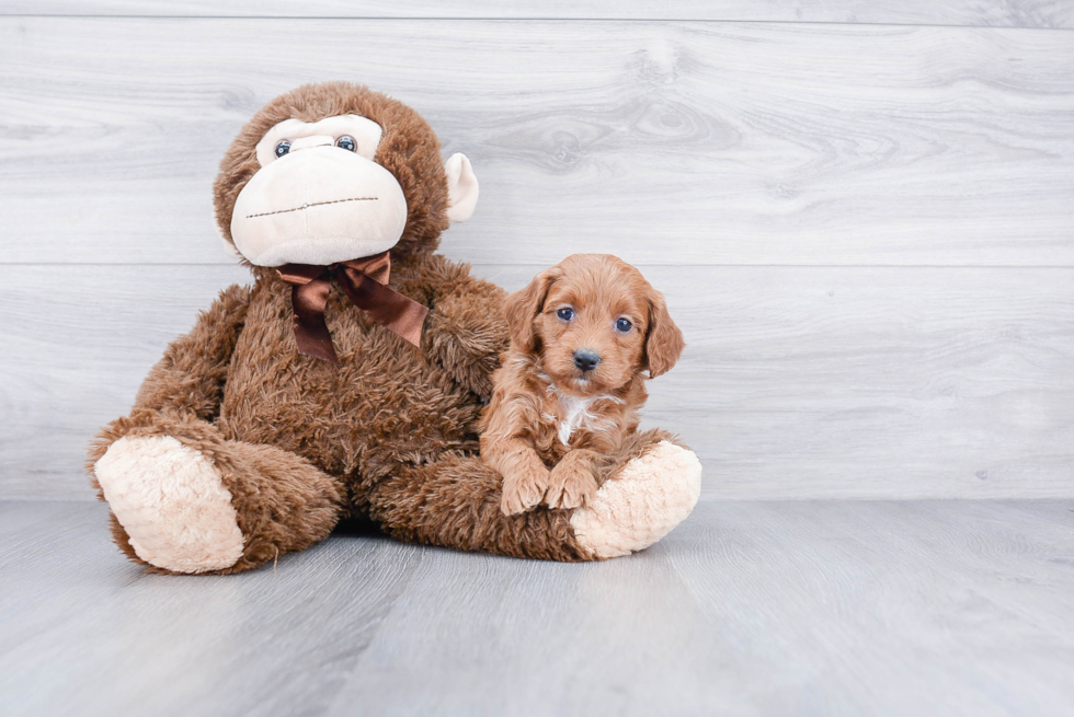 Cockapoo Puppy for Adoption