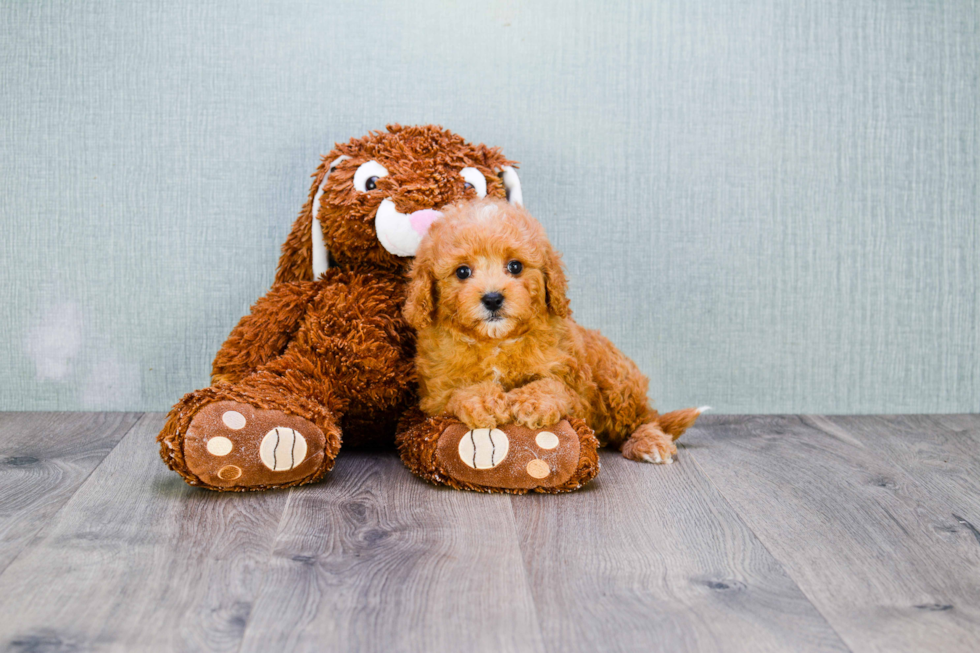 Best Cavapoo Baby