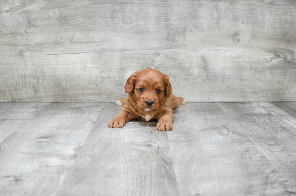 Best Cavapoo Baby