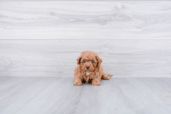 Best Cavapoo Baby