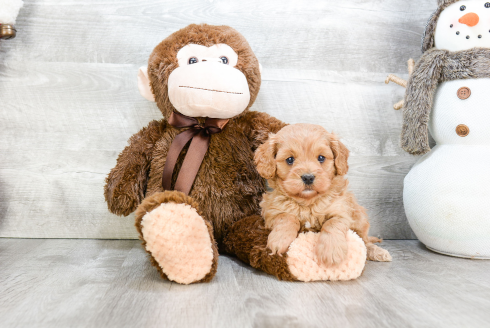 Adorable Cavoodle Poodle Mix Puppy